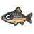 珠星三塊魚