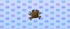Mitten crab
