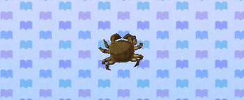 Mitten crab