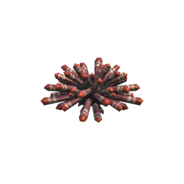 Slate pencil urchin nh