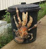 Coconut crab