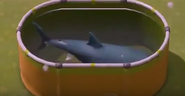 Great white shark container