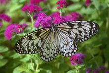 Paper kite butterfly