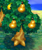 Perfect pears