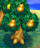 A tree of Perfect Pears.