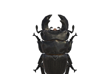 horned hercules beetle