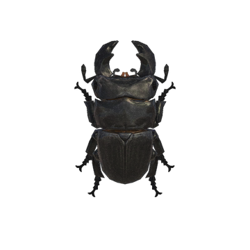 Giant Stag Animal Crossing Wiki Fandom Giant Stag Animal Crossing Wiki Fandom