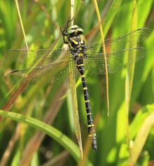 Banded Dragonfly