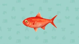 Splendid alfonsino (Pocket Camp)
