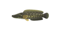 Giant snakehead nh