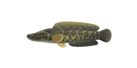 Giant snakehead nh