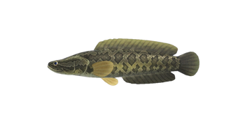 Giant snakehead nh