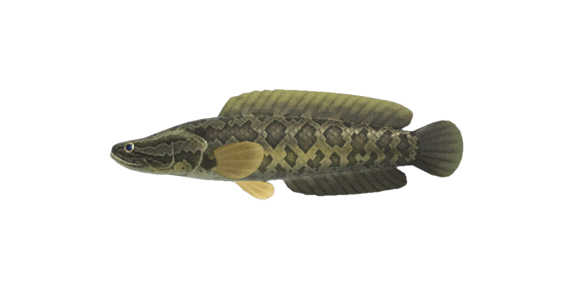 Giant snakehead, Animal Crossing Wiki