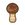Champignon(s) élégant(s)