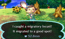 NL-migratory locust-catch