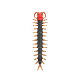 NH-Insecte-Mille-pattes