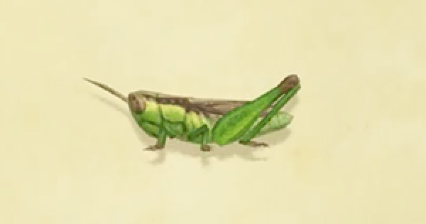 Rice grasshopper | Animal Crossing Wiki | Fandom Rice grasshopper | Animal Crossing Wiki | Fandom
