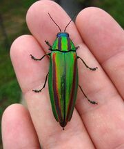 Jewel-Beetle-Shell-Teaches-Scientists-to-Make-Colors-2