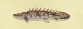 Saddled Bichir