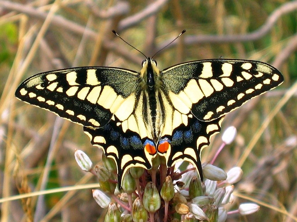 信頼】 フランツコレクション Tiger Swallowtail Butterfly 置物 - www