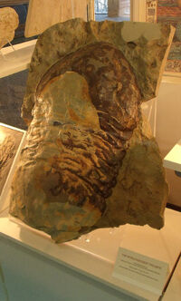 Cast of Isotelus rex, the largest trilobite ever found.