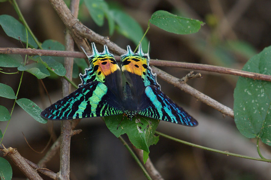 Madagascan sunset moth acnh discount