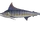 Marlin bleu