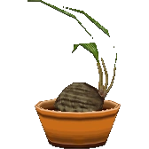 black moon snake plant Snake Plant Moon Shine 25-30cm  Royal Plantscape Garden