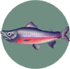 Salmon (City Folk)