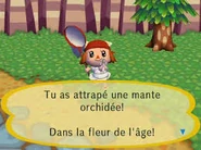 Un joueur ayant attrapé une Mante Orchidée dans Let's Go to the City.