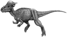 Fossil-Pachycephalosaurus-Real