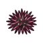 NH-Icon-seaurchin.png