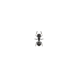 NH-Insecte-Fourmi