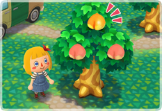 Perfect fruit (Pocket Camp)