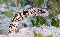 Spotted Garden Eel Animal Crossing Wiki Fandom Spotted Garden Eel Animal Crossing Wiki Fandom