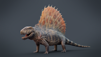 Fossil-Dimetrodon-FurtherInfo-0