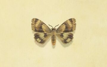 Moth animal outlet