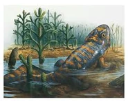 Reconstitution d'un acanthostéga dans son milieu naturel