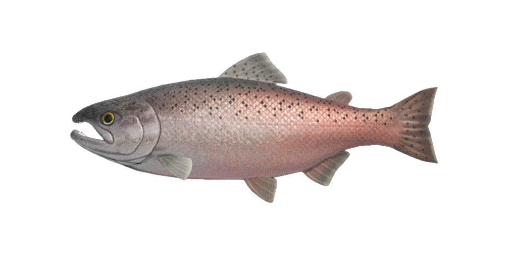 ming salmon