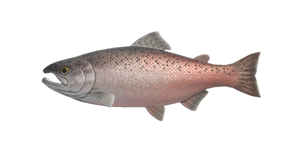 King Salmon