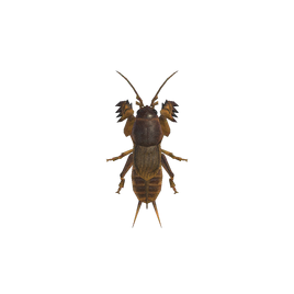 NH-Insecte-Taupe-grillon