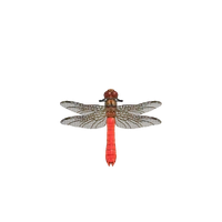 Sympetrum (43 kio) Demoiselle (WW, LGttC, NL) Sympetrum (NH)