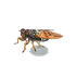 NH-Furniture-Brown cicada model.png