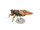 Brown cicada model