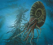 Ammonite dessin.jpg (35 kio) Reconstitution d'une ammonite dans son habitat naturel