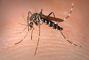 220px-Aedes Albopictus