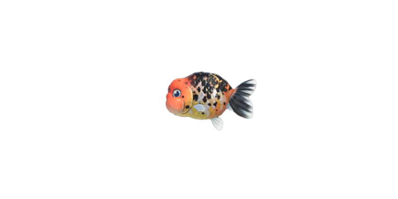 images How Do U Play Goldfish ranchu goldfish animal crossing wiki