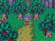 Grass that has been damaged.