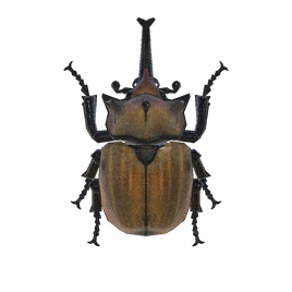 NH-Insecte-Scarabée éléphant