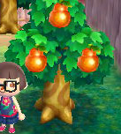 A tree of Perfect Oranges.